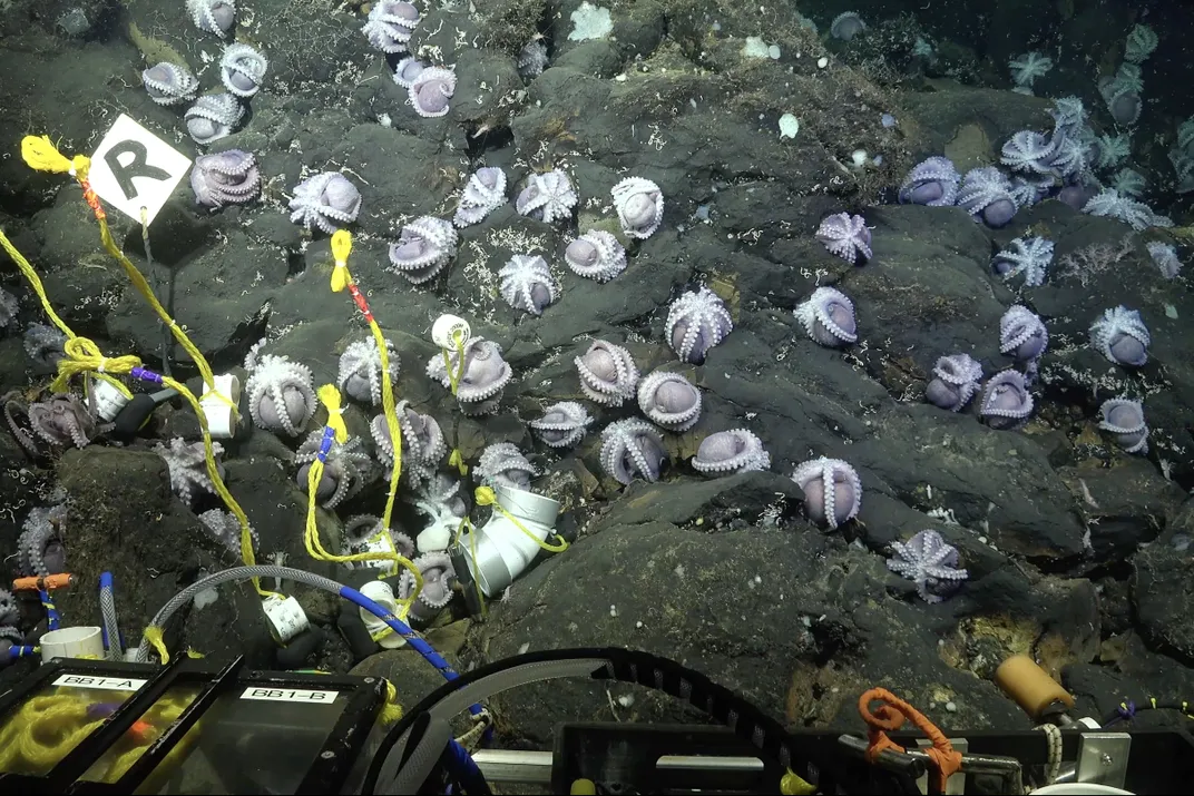 a couple dozen brooding octopuses on the seafloor, lit by the ROV's light, curled into balls with their suckers facing out