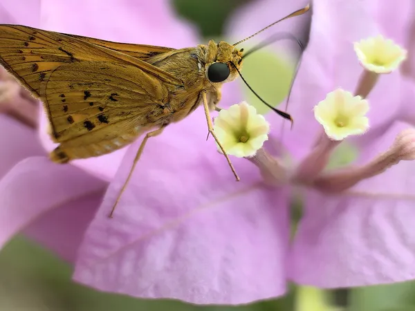 Yellow palm dart butterfly on bougainvillea thumbnail