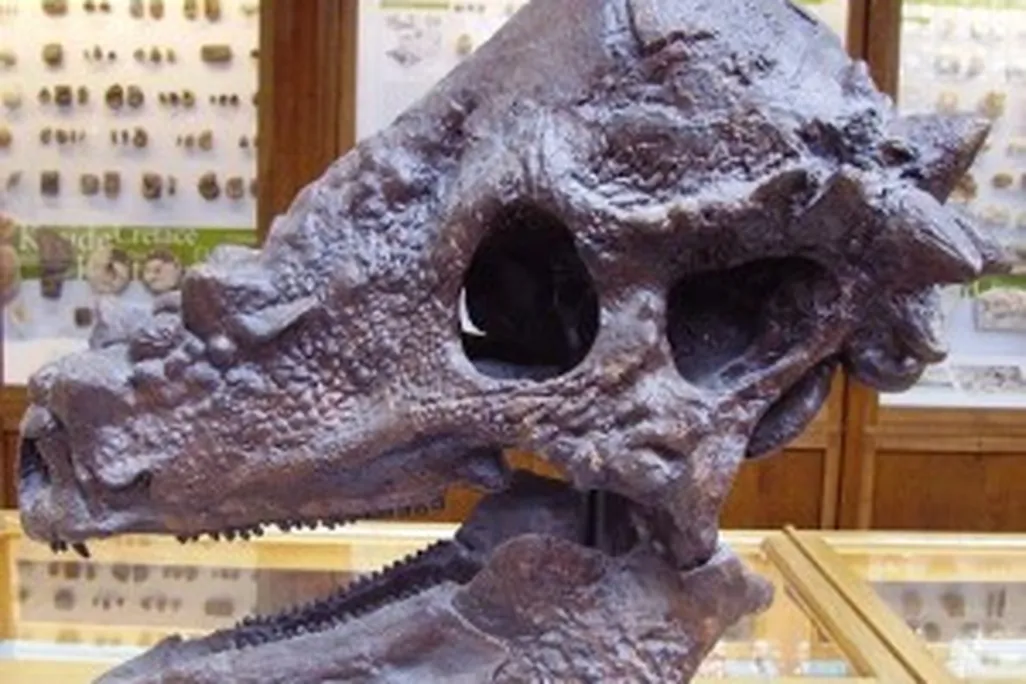 Skull of Pachycephalosaurus at the Oxford University Museum of Natural History