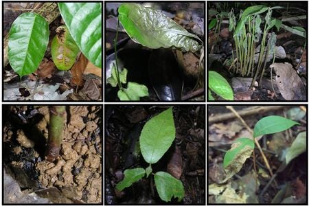 Unhealthy and dying seedlings in the forests of Panama.
