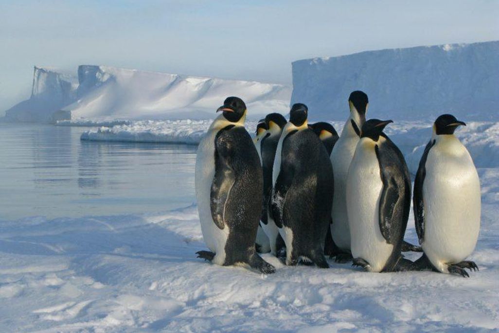 Emperor penguins