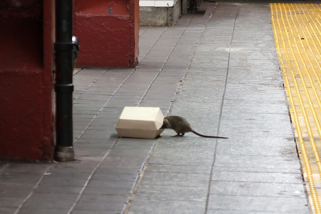 Subway rat with its head in a take-out container