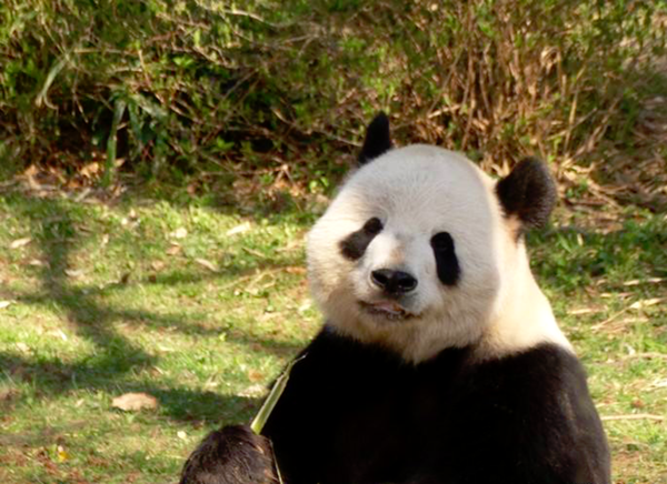 Giant Panda at the National Zoo enjoying his meal on a beautiful day. thumbnail