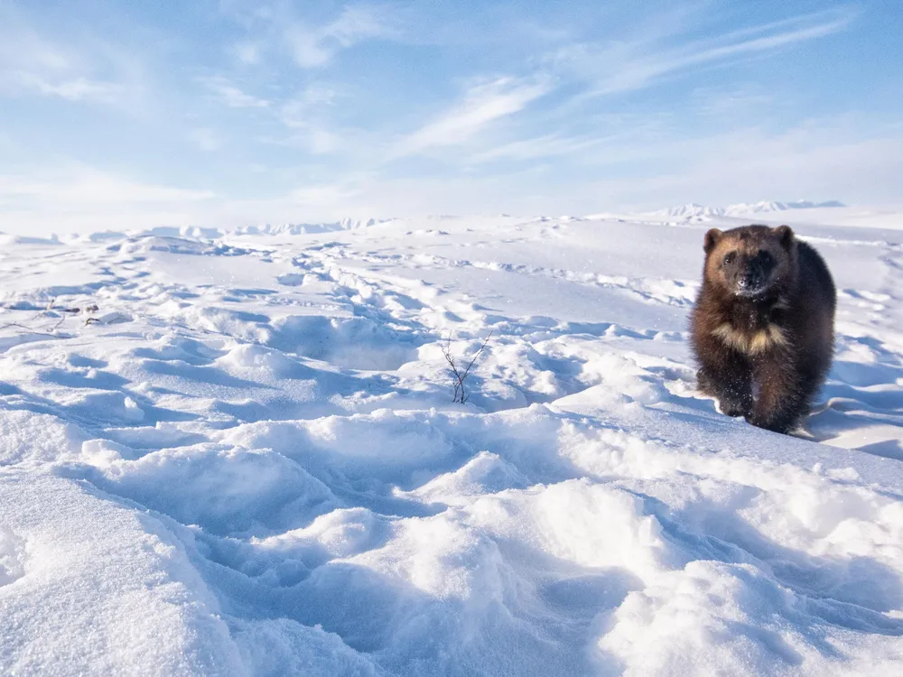 Female wolverine on Arctic tundra on Alaska's North Slope - mobile opener