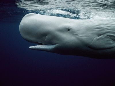 Sperm whales, giant squid and humans all have a mitochondrial "Eve."