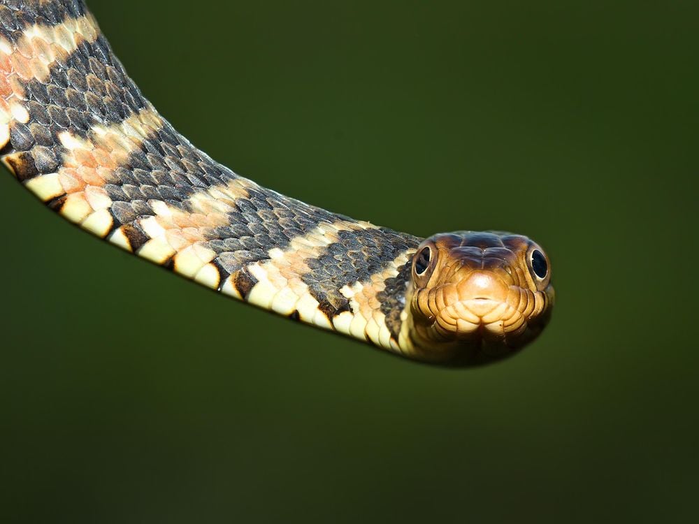 A Florida banded water snake