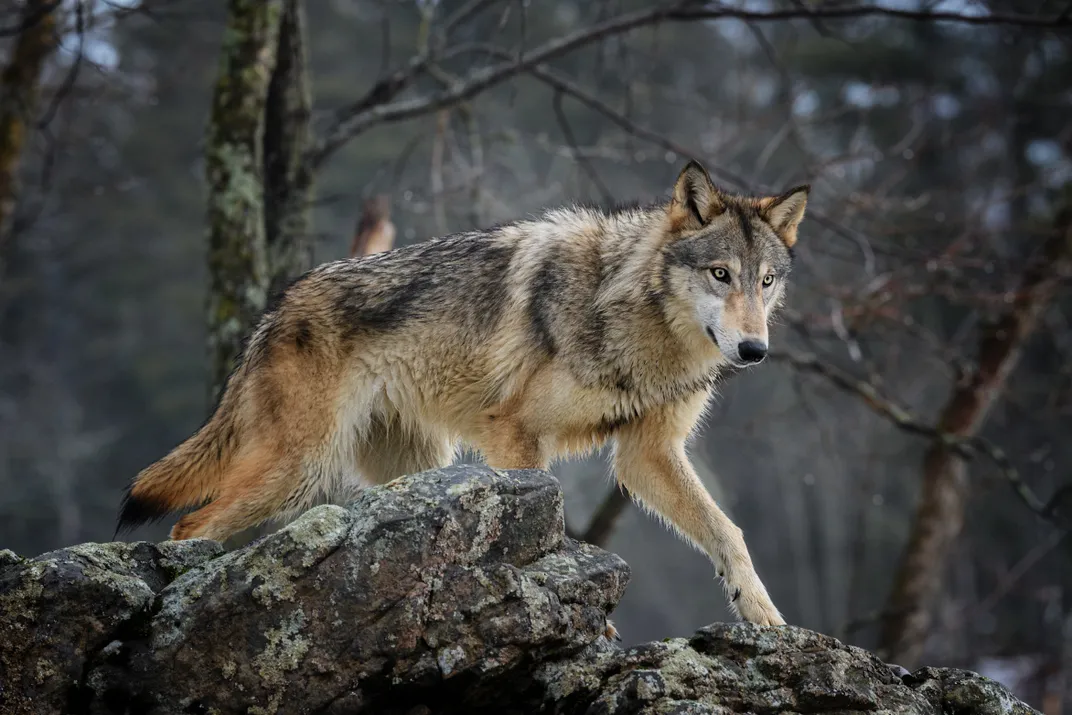 The elusive wolf