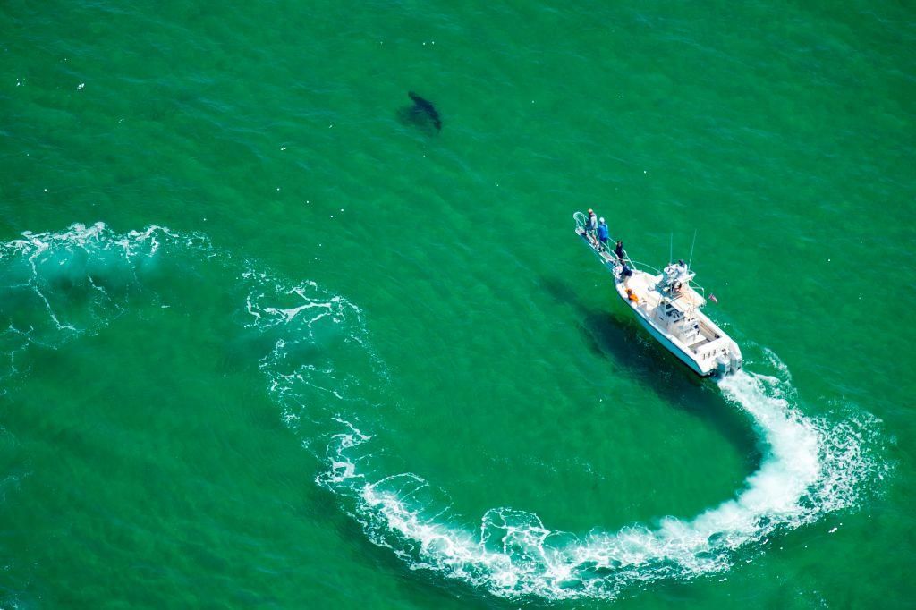 great white shark in Cape Cod