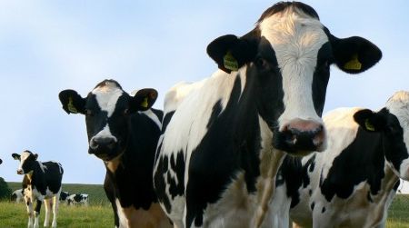 Seemingly benign bovines and other livestock eat soybeans from the deforested tropics, emit clouds of methane, pollute streams and gobble up 30 percent of the world’s grain production. It makes one wonder whether the world might taste better without them.