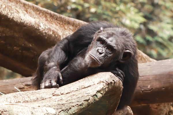 A quiet Chimpanzee staring the lifes. thumbnail