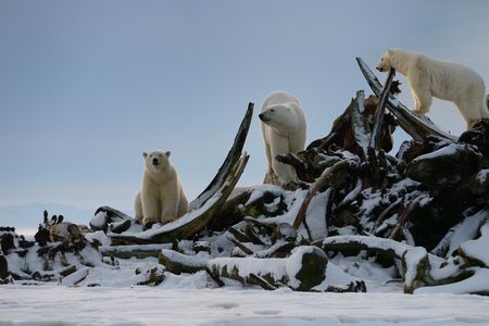 Three polar bears climbing on a snow-covered pile of bowhead whale bones on Barter Island near Kaktovik, Alaska.