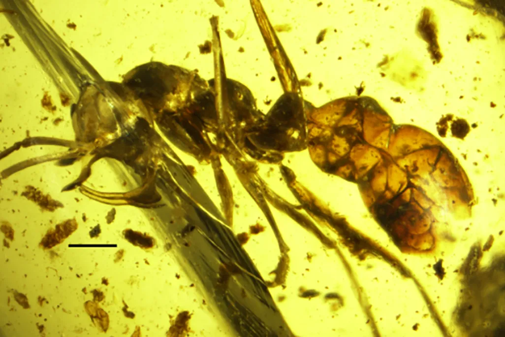 Vampire Ant