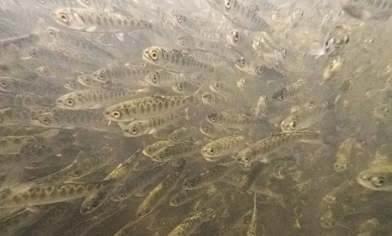 Lots of small fish
