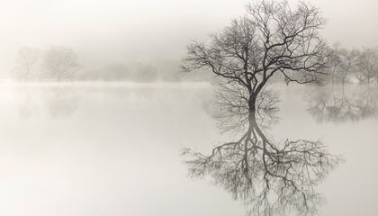 Honor the Natural Beauty of These Tremendous Trees With 15 Photographs From the Smithsonian Magazine Photo Contest