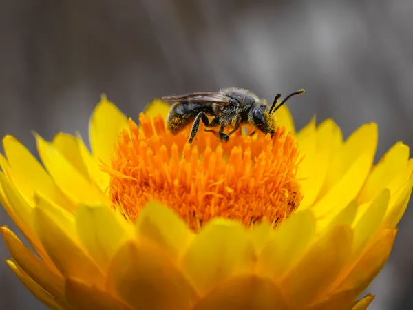 Australian Native Bee in the Paper Daisy thumbnail