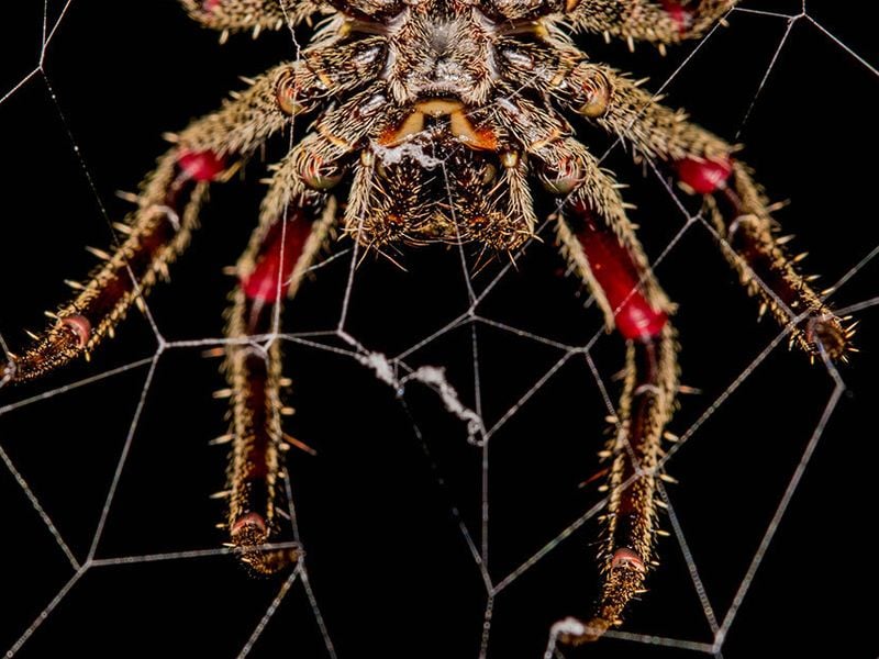 Images show spiderwebs around the world, not all found in Australia