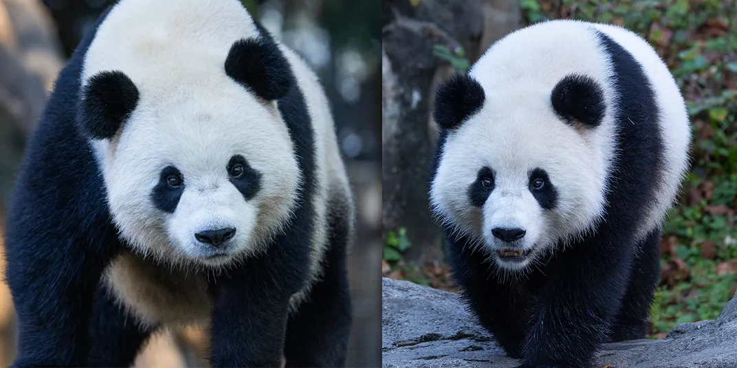 Two pandas side-by-side.