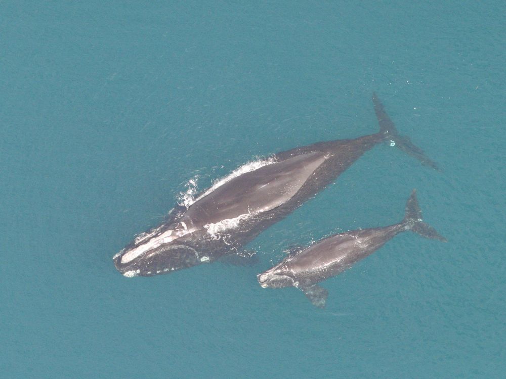 An aerial photo of a North Atlantic right whale mother and her calf swim in the green-blue sea. Their slick gray bodies are visible at the surface of the water as white foam from the ocean pools above them. 