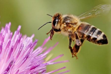Caffiene, naturally present in some plant nectars, was shown to improve honeybees’ long-term memory in a new study.
