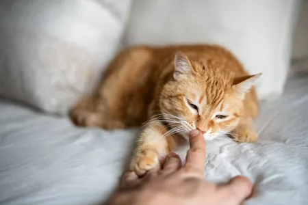 Researchers monitored the sniffing behavior of 30 cats in a new study.