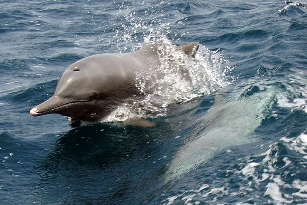 Dolphin