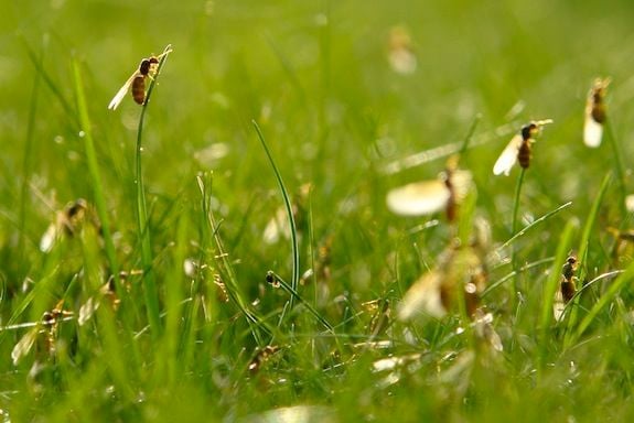 Flying ants emerge from the grass.