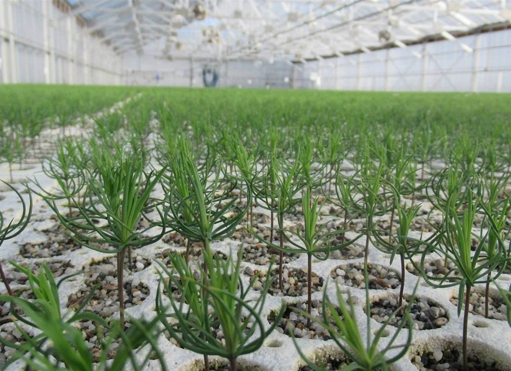 Tree nursery 