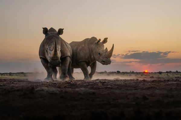 Twilight Rhinos thumbnail