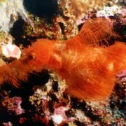 Meet the Newly Discovered Fuzzy Fish Species Named After Mr. Snuffleupagus From 'Sesame Street'