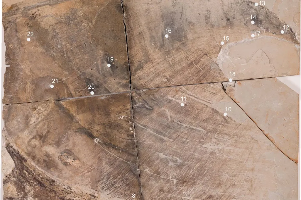 An image of a fossilized head crest of a pterosaur