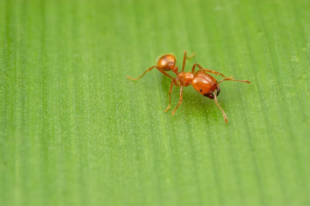 Fire Ant