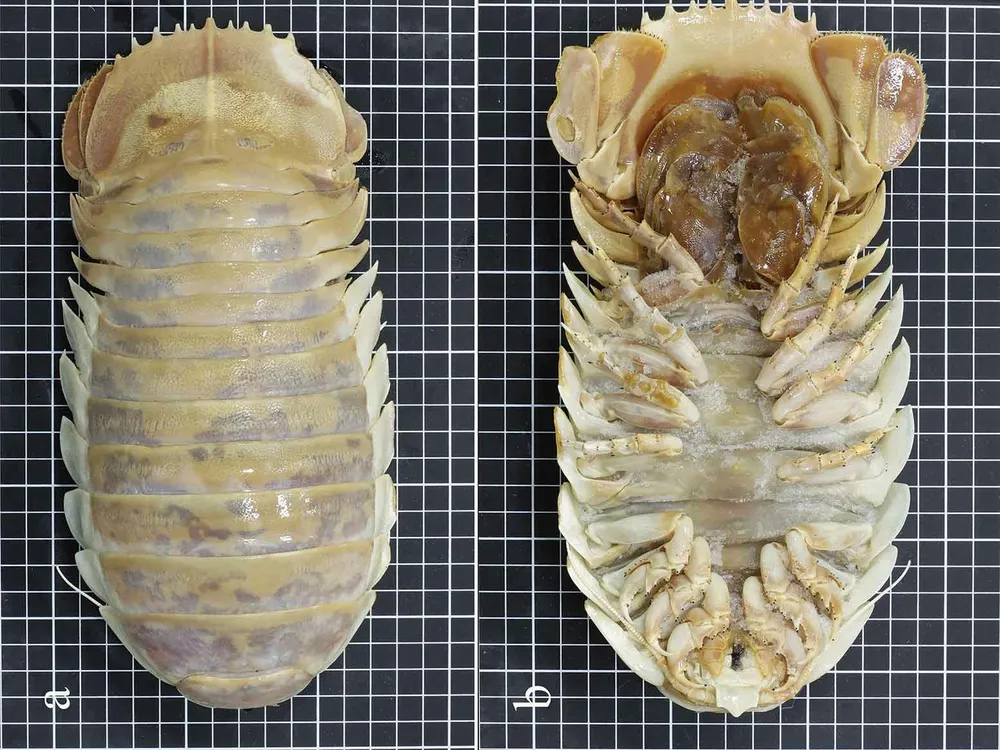 Front and back view of the new giant isopod species