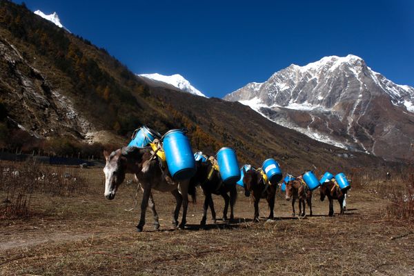 Mountains and mules thumbnail