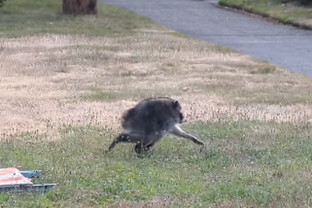 An unusual-looking raccoon striding across some grass