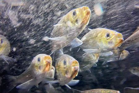 Closeup of a handful of river herring underwater swimming toward the viewer, with silver bodies, yellow faces and beady black eyes.