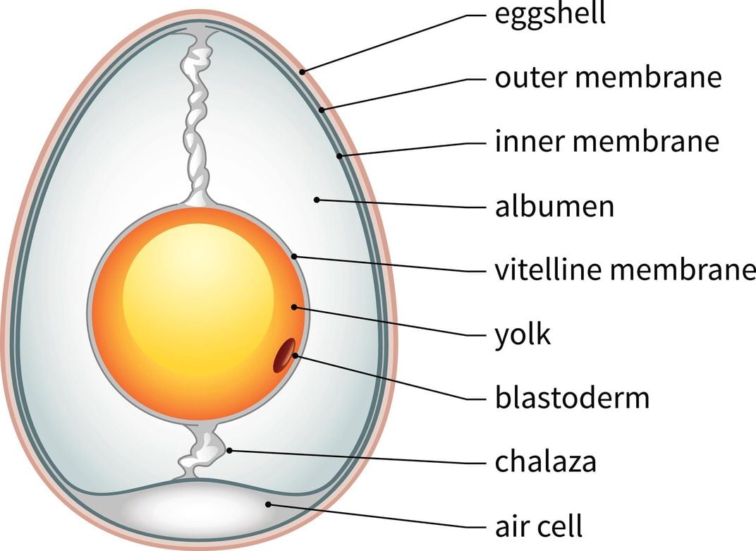Egg Diagram
