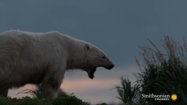 Preview thumbnail for A Tense Encounter Becomes a Perfect Polar Bear Photo Op