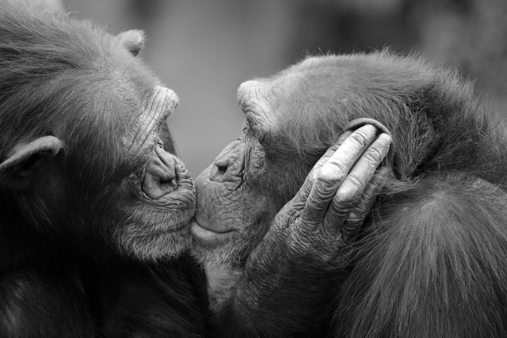 black and white image of two chimpanzees kissing on the lips