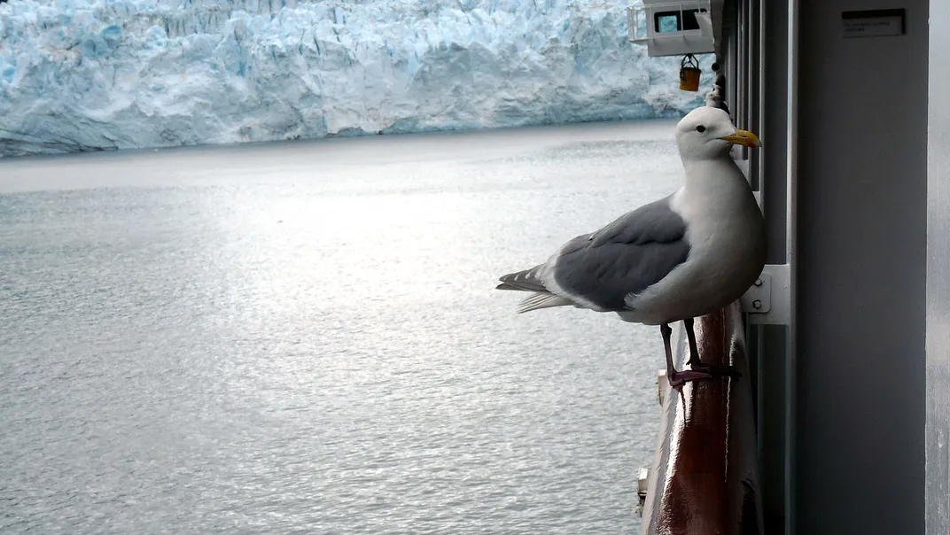 A sea gull hitches a ride on the Volendam cruise ship at Glacier Bay.