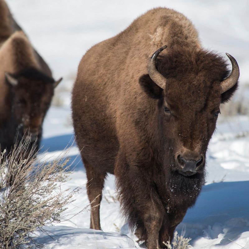 American Safaris: Where to See the Biggest Mammals in the U.S.