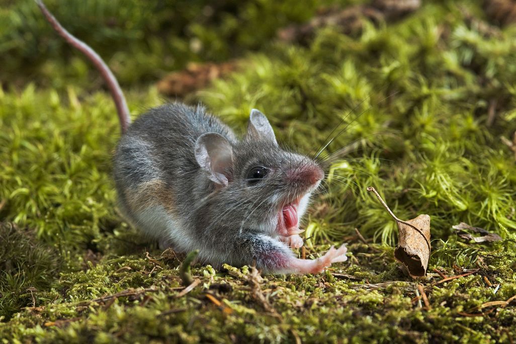 Deer mouse mid-run