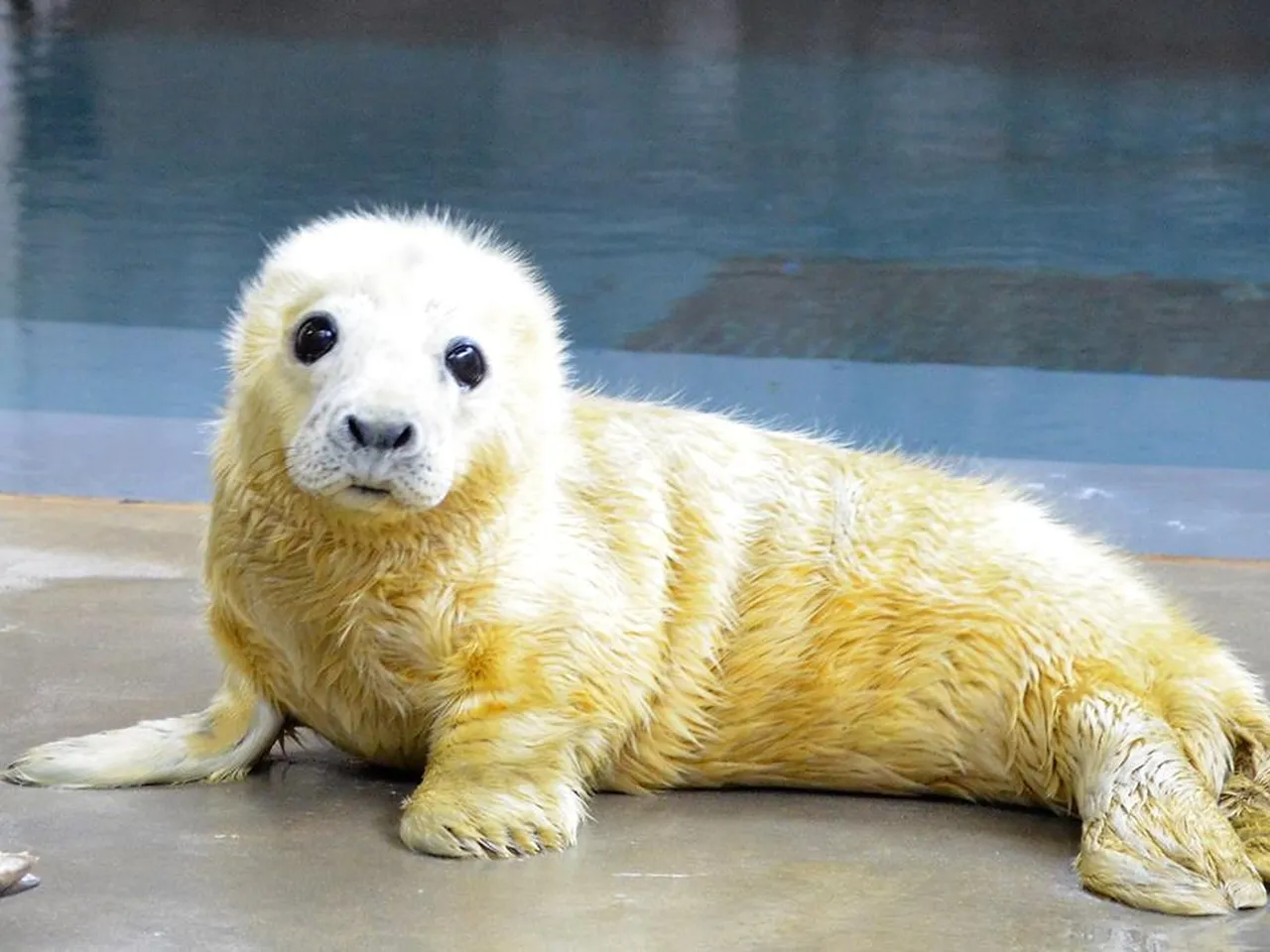 baby arctic seal pictures