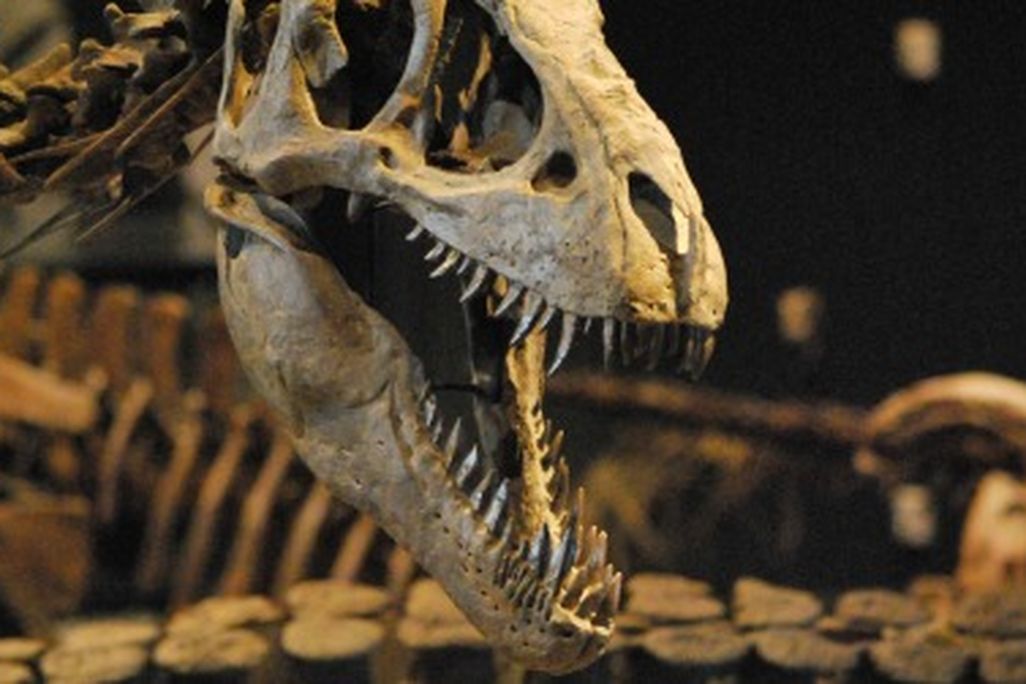 Paleontologists