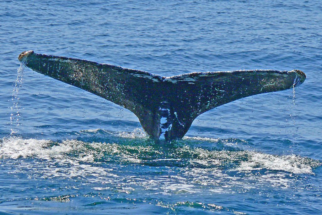 20120627094006whale_larry-meade.jpg