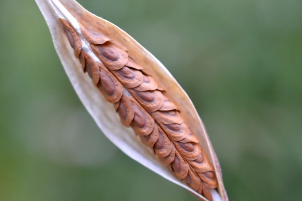 Milkweed pod and seeds thumbnail