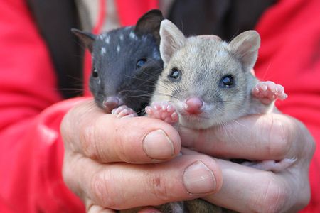 The quolls say: Please reintroduce us, please. 
