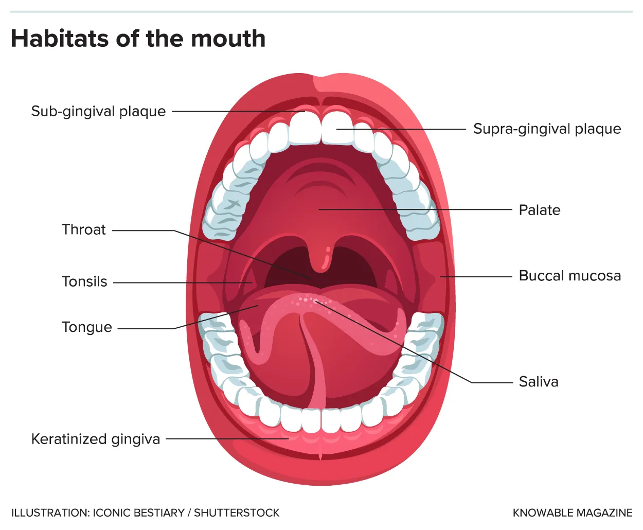 SPIT! Fun Facts about Saliva Production! - Premier Dental