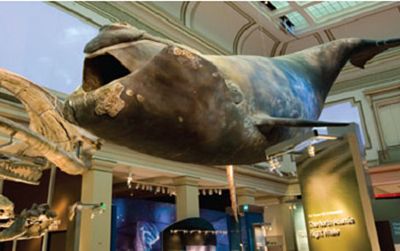 Celebrate World Oceans Day with Phoenix, the 45-foot, full scale model of a North Atlantic right whale this Friday.