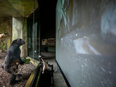 As they have gotten more comfortable with screen-time, the chimps have shown human-like behaviors like bringing over food like nuts to snack on as they watch.