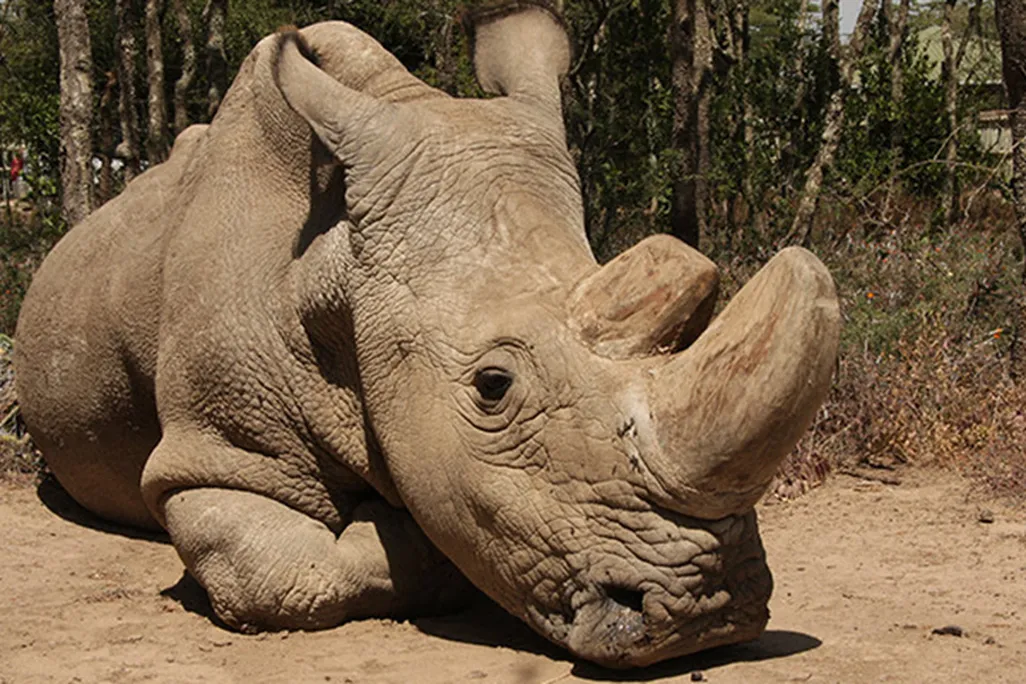 Sudan_960_480.jpg